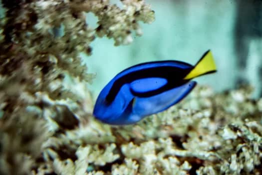 SCUBAunderwater-14 - 1EarthMedia underwater © Mark Anning photo