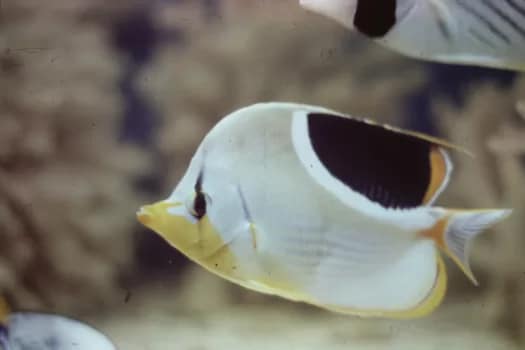 SCUBAunderwater-15 - 1EarthMedia underwater © Mark Anning photo