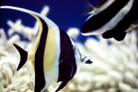 SCUBAunderwater-2 - 1EarthMedia Moorish Idol, Saltwater aquarium underwater © Mark Anning photo