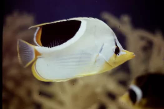 SCUBAunderwater-4 - 1EarthMedia Saltwater aquarium underwater © Mark Anning photo