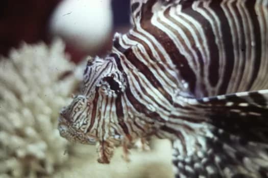 SCUBAunderwater-6 - 1EarthMedia Lionfish, Saltwater aquarium underwater © Mark Anning photo