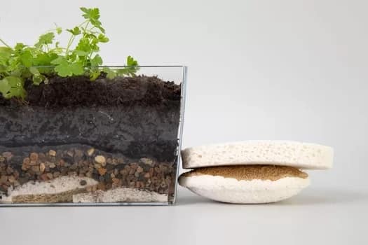 Using Dish Sponges as Garden Beds to Grow New Life Recycle kitchen sponges in the garden