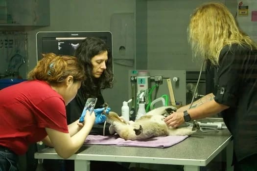Port Macquarie Koala Hospital
