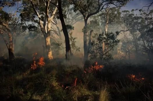 VictoriaNativeForest350 - 1EarthMedia First Nations involvement could see a return of cultural fire practices. Taungurung Land and Waters Council, Author provided