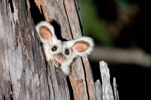 GreaterGliderWhite350 - 1EarthMedia Endangered Greater Glider