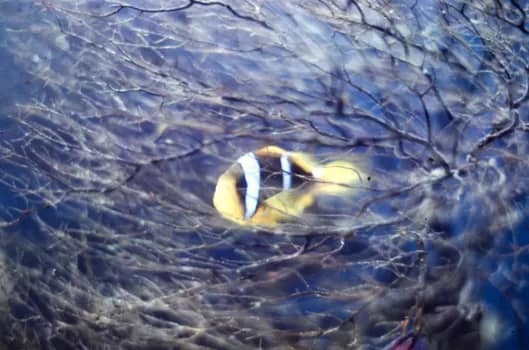 SCUBAunderwater-13 - 1EarthMedia Clown fish underwater © Mark Anning photo