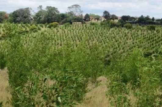 Bamboo plantation - Bambusa Balcooa