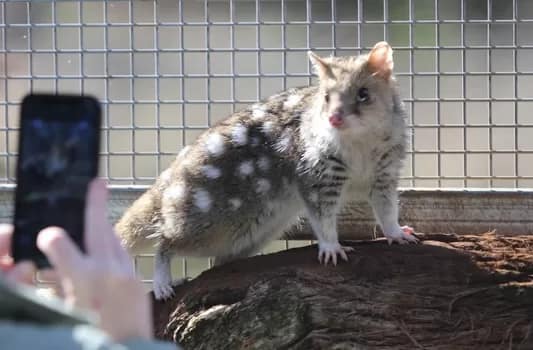 Aussie Ark - 1EarthMedia Eastern Quoll © Mark Anning photo 2022