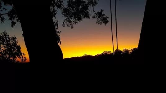 LOLA19-300 - 1EarthMedia Lola Koala's Bulga Forest tree-sit Diary - Day 19