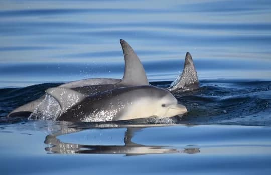 BurrunanDolphins1-350 - 1EarthMedia Critically endangered Burrunan dolphins