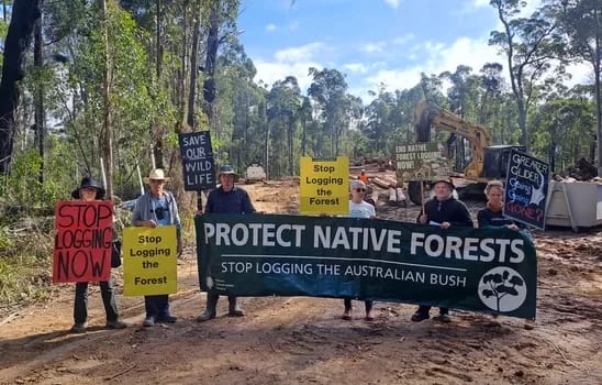 FlatRockForest-350 - 1EarthMedia Flat Rock State Forest on the south coast, pic: SEFR