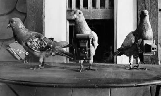 Pigeon aerial photography