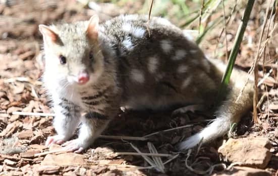 quoll002-350 - 1EarthMedia Quolls are almost extinct in Australia