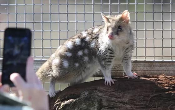 quoll003 - 1EarthMedia Spotted-tailed Quoll (Dasyurus maculatus) also known as the Tiger Quoll