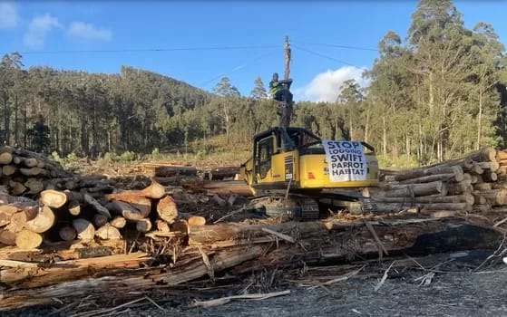 Logging Protests - 1EarthMedia Logging protest in Swift Parrot breeding habitat