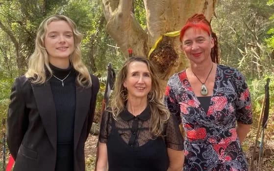 Forestry Corp NSW illegal logging while protesters in court Gully of Giants forest protesters