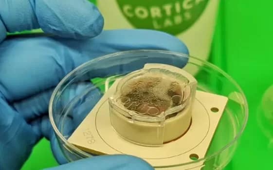 Cortica Labs brain cells grown in a petri-dish