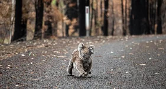 Forest wars in Shallow Crossing State Forest, South East NSW Koala. Photo: We Animals Media