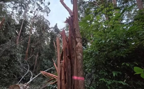 OraraLogging - 1EarthMedia Crushed/killed Grey Gum marked up for Koala Habitat retention and covered in Koala scratches