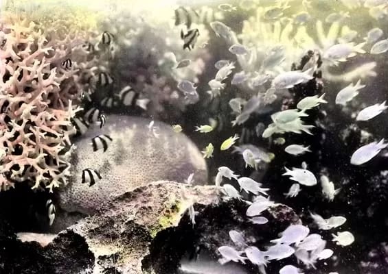 FrankHurley400 - 1EarthMedia Frank Hurley, fish underwater, 1922. Coloured lantern slide. Australian Museum