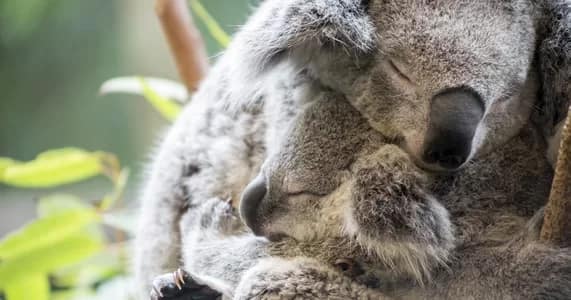 koala-joey-winter-2021-300 - 1EarthMedia Koala & Joey, photo courtesy of NPA