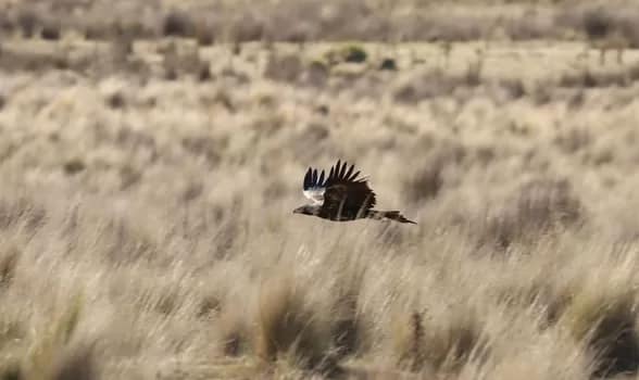 Wind Farm Camera - 1EarthMedia Eagles and Wind Turbines
