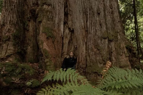 huonvalley02 - 1EarthMedia US Ambassador, Ms Caroline Kennedy, visited the Huon Valley’s Grove of Giants