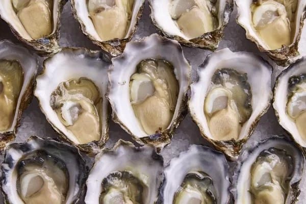 Yumbah-Oysters-0061-600 - 1EarthMedia