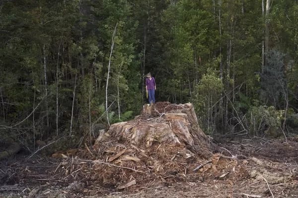 Native Timber Forestry, image courtesy of  Victorian Forest Alliance  and The Tree Projects