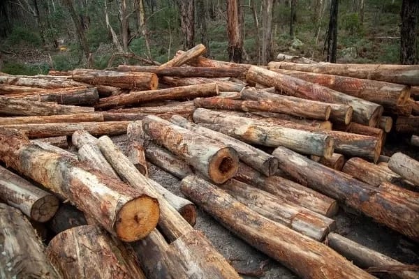 VicForests destruction of habitat trees. Photo: Victoria National Parks Association
