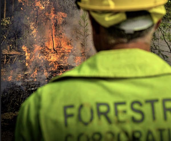 NSW Is Paying Millions to Log Forests That No Longer Exist Forestry Corp NSW 2025