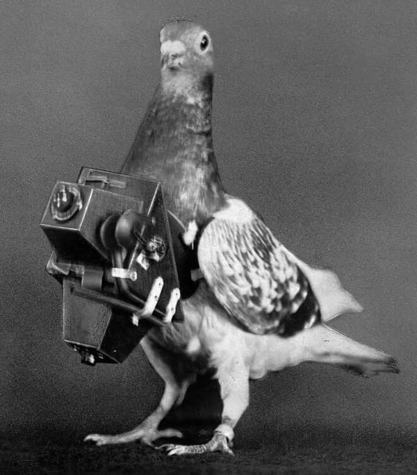 Pigeon camera WWI - 1EarthMedia Pigeon camera WWI