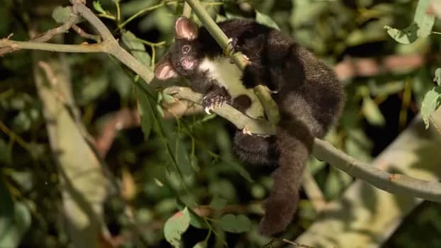 Southern Greater Glider found in a den tree, Flat Rock State Forest near Batemans Bay