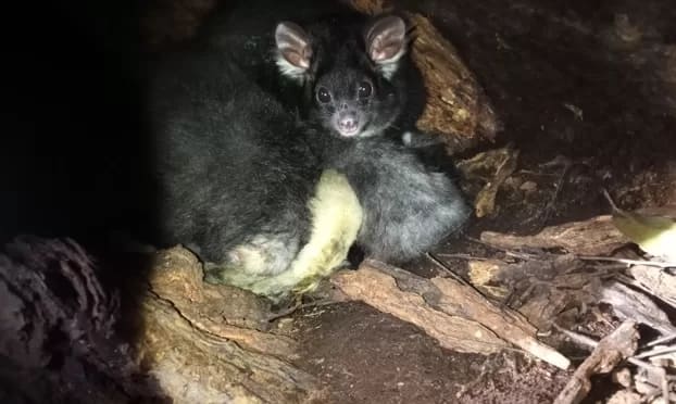 Greater Glider Hollow - 1EarthMedia In a world first, a livestream from inside a greater glider family's hollow has captured remarkable parental behaviour never seen before.