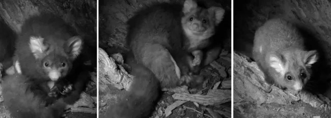 WWF-GreaterGliders - 1EarthMedia