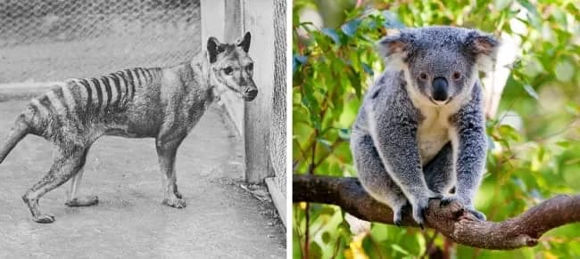 extinctionkoalatiger - 1EarthMedia The extinct Tasmanian Tiger, and the endangered Koala