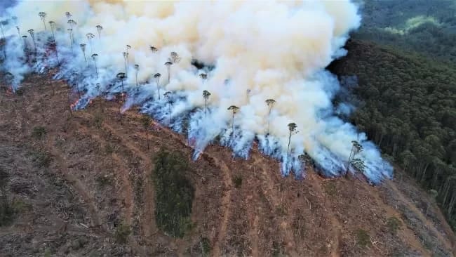 MT81290 - 1EarthMedia Forestry carbon emissions