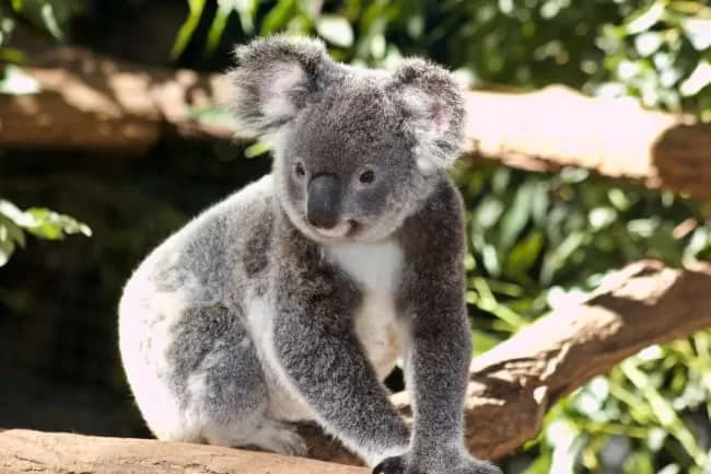AustraliaKoalaFoundation20221204 - 1EarthMedia Koala