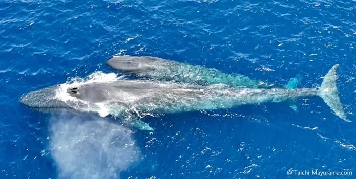 PygmyBlueWhale350 - 1EarthMedia Pygmy Blue Whale, Tilmor Leste. Photo Tachi Mayurama