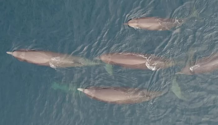 Northern Bottlenose Whale © David Gaspard, Whitehead Lab (CNW Group/Committee on the Status of Endangered Wildlife in Canada)