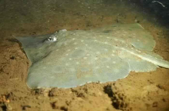 MaugeanSkate - 1EarthMedia Maugean skate. (Jane Rucker/IMAS)