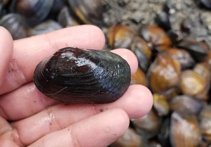 Lilliput - 1EarthMedia Lilliput © Fisheries and Oceans Canada (CNW Group/Committee on the Status of Endangered Wildlife in Canada)