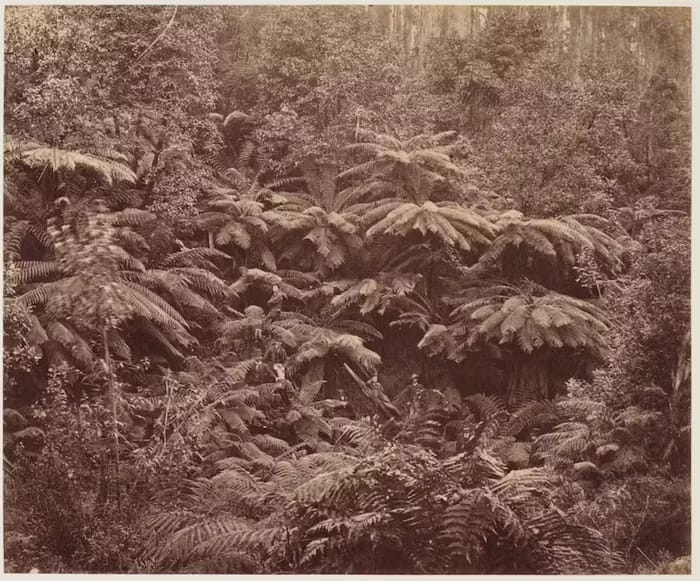 landscapephotography05-700 - 1EarthMedia Taken on the Huon Road, this photograph depicts the kind of vegetation that could be found in pockets of bush around the Beattieโs property at New Norfolk. Anson Brothers Studio, Fern Tree Gully, Hobart Town, Tasmania, 1887. Albumen print. Art Gallery of New South Wales