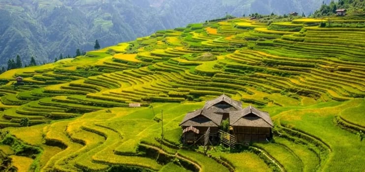 rice-fish-duck ecosystem