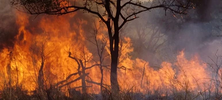 Integrated Fire Management (IFM) for Wildfire Management Wildfire ©FAO/Roberto Faidutti