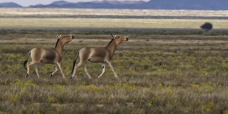 AdamOswell - 1EarthMedia Adam Oswell - Wildlife Photojournalism Inside the Battle to Save Earth’s Wildlife - Because we cannot care if we do not know