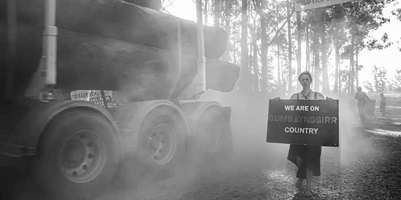 callumHockey - 1EarthMedia Calumn Hockey - Up a gum tree