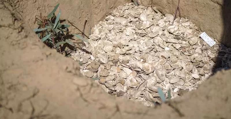 Transgrid-shellMidden - 1EarthMedia Shell middens were carbon dated and estimated to be almost 2,000 years old.