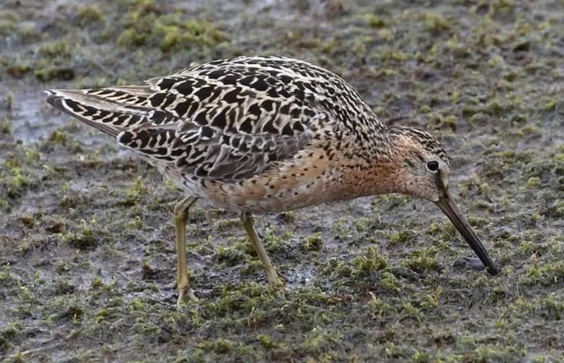 Dowitcher - 1EarthMedia Short-billed Dowitcher © Christian Artuso (CNW Group/Committee on the Status of Endangered Wildlife in Canada)