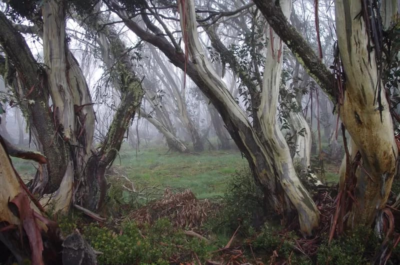 SnowGumCamWalker02 - 1EarthMedia